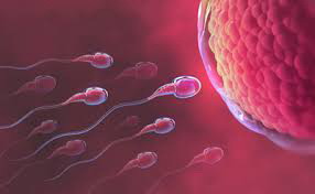 泰国正规供卵流程_泰国康民医院的体外受精（IVF）--高IVF成功率的三个关键。